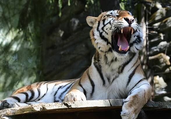 Námluvy vzácných tygrů v olomoucké zoo. Vzejdou z love story koťata?