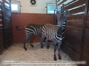Národná zoo Bojnice získala vzácne zebry bezhrivé | LovuZdar