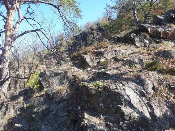 Národní přírodní rezervace Drbákov – Albertovy skály se zjara stává doslova botanickou zahradou | Regiony