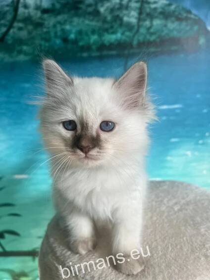 Kittens-old - Birman