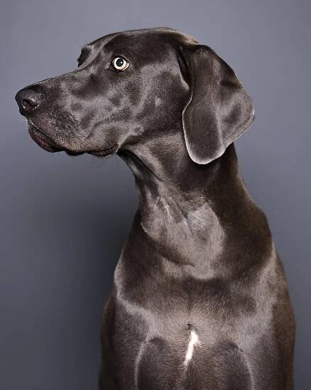 Rochester pet photography - John Schlia - New York