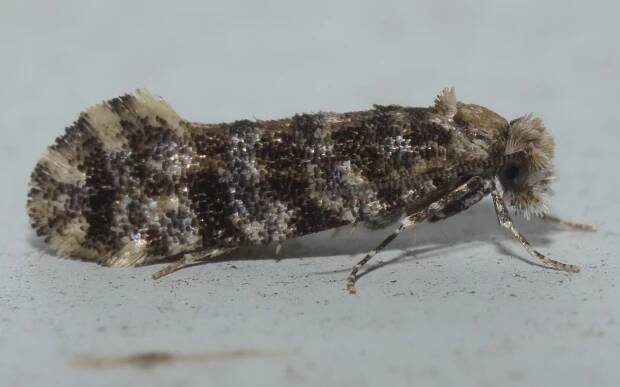 Xylesthia
