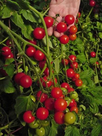 RAJČE KOKTEJLOVÉ WINDOW BOX RED PŘEVISLÉ ZAKRSLÉ | Aukro