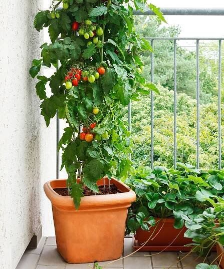 Tomato plant with green and red tomatoes in a pot and strawberry plants with offshoots on a balcony, urban gardening, copy space