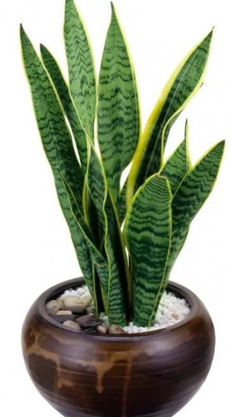 Tenura (Sansevieria trifasciata), tchýnin jazyk.