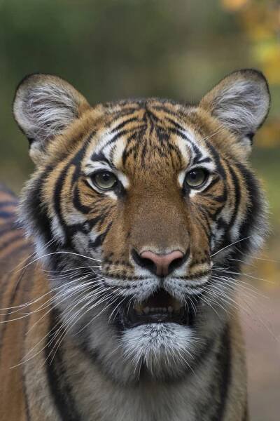 A Tiger at the Bronx Zoo Has Tested Positive for Coronavirus