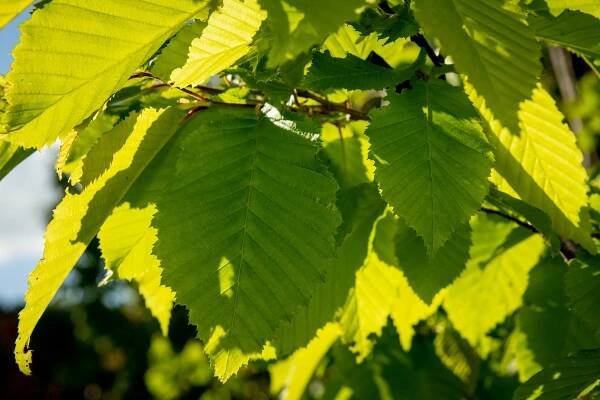 Habr obecný 'Frans Fontaine' - Carpinus betulus 'Frans Fontaine'