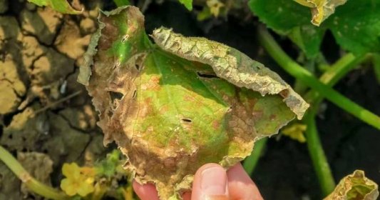 Zkáza okurkové úrody v podobě žloutnutí listů: Příčinami jsou choroby i nedostatek živin