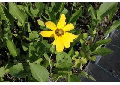 Třapatka lesklá 'Juligold' - Rudbeckia nitida 'Juligold' Květník o průměru 13 cm