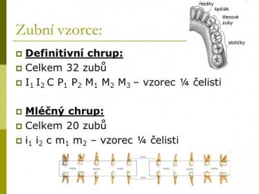 I1 I2 C P1 P2 M1 M2 M3 – vzorec ¼ čelisti. Mléčný chrup: Celkem 20 zubů. i1 i2 c m1 m2 – vzorec ¼ čelisti.