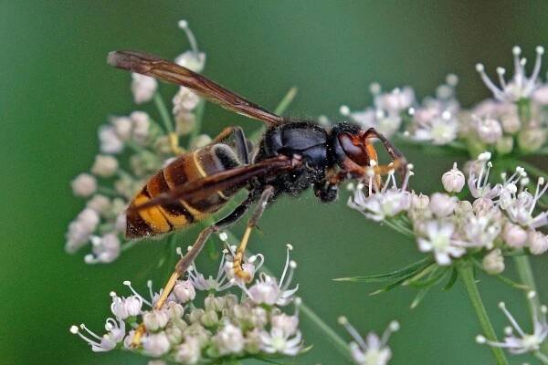 Soubor:Asian hornet (Vespa velutina).jpg – Wikipedie