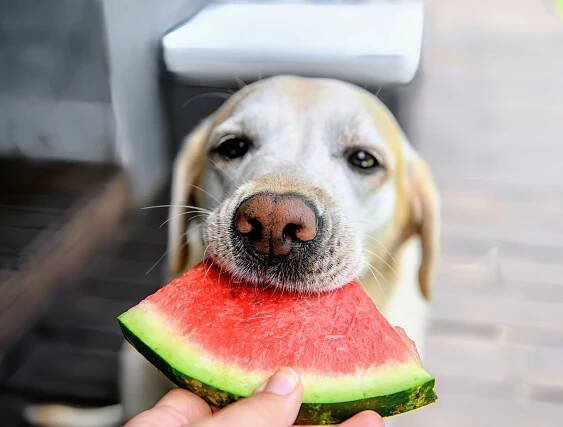 Changing how we feed our pets will improve their health and the environment