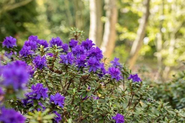 Kleinblättriger Rhododendron 'Azurika' • Rhododendron Impeditum 'Azurika'