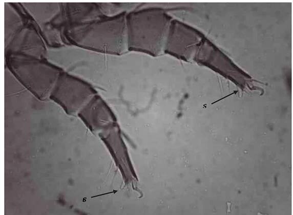 Fig. 3. Acarus siro - female, legs I and II; key: s = seta (spine) s.  Forensic Medicine - From Old Problems to New Challenges  