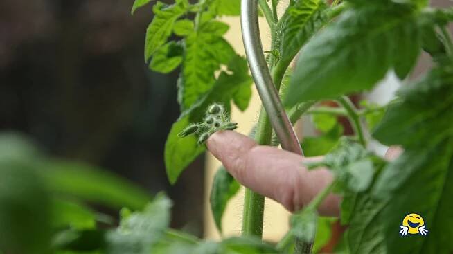 Zaštipování bočních výhonů rajčat: 🍅 Jak zaštipovat rajčata? - Návod - Šikulio