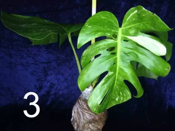 Monstera Alba Half moon - vrcholový řízek