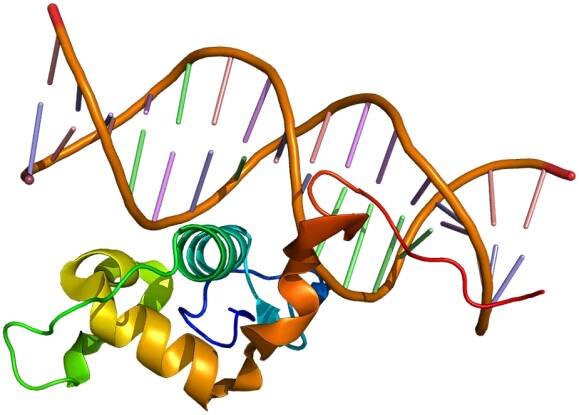 Nuclear receptor 4A2 - Wikipedia