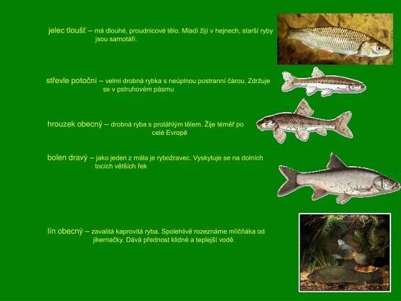 PPT - PREZENTACE – RYBY PowerPoint Presentation, free download - ID:5082453