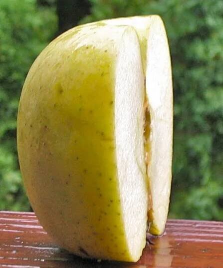 Why is an apple like an opera?