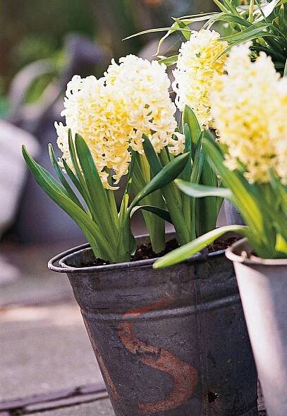 Hyacinth 'City of Harlem'