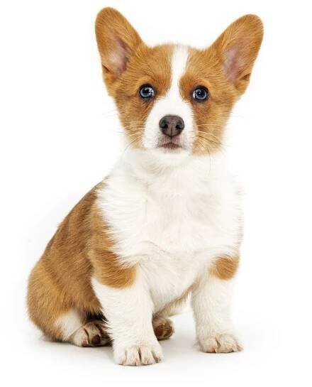 David FitzSimmons – Pembroke Welsh Corgi mr