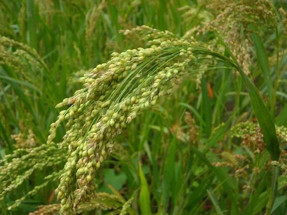10 Delicious Grain Varieties to Grow In Your Garden - Garden and Happy