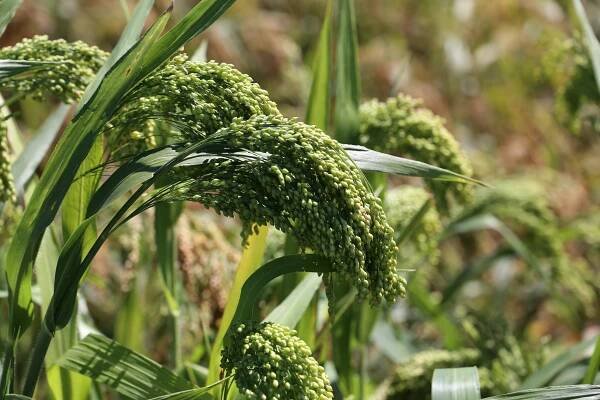 Selecting the Best Proso Millet Variety for Your Operation