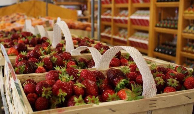 Trojnásobná doba sklizně a nejsladší jahody