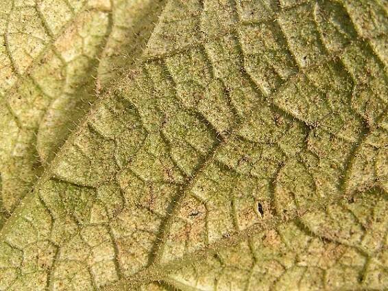 sviluška chmelová - detail spodní strany listu okurky (foto Jaroslav Rod)