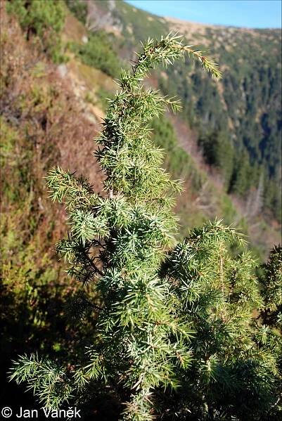 Juniperus communis – jalovec obecný • Pladias: Databáze české flóry a vegetace