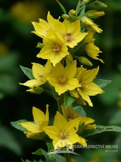 VRBINA TEČKOVANÁ - PUNCTATA LYSIMACHIA