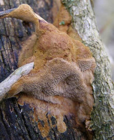 Phellinus ferreus - Wikipedia