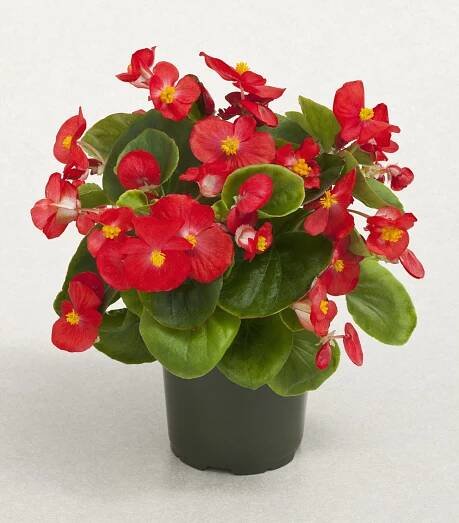 Begonia semperflorens F1 Topspin Scarlet