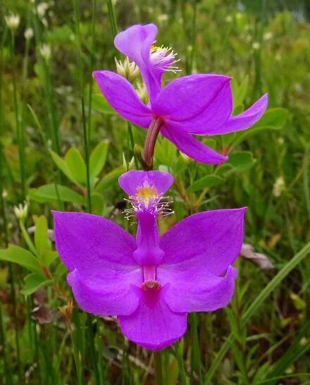 Calopogon tuberosus