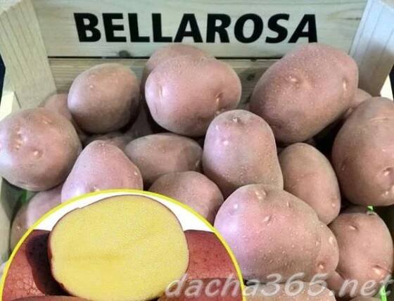 Bellicose