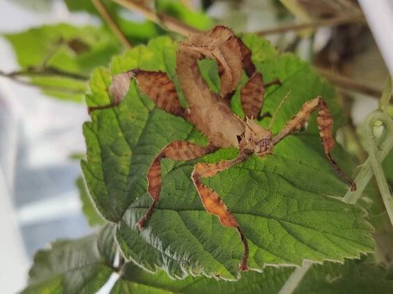 Extatosoma tiaratum (Strašilka australská)