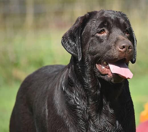 RIOROCK'S YOU WERE MEANT FOR ME (Jewel) CHOCOLATE LABRADOR