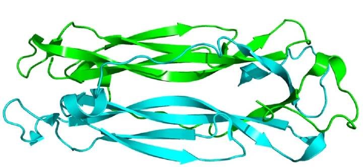 Interleukin-17