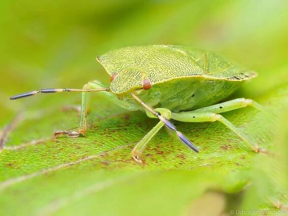 Niedliche Insekten und Spinnen - Udo Altmannshofer