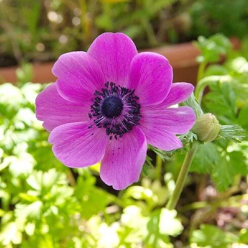 Sasanka Sylphide – Anemone sylphide – cibuľoviny – predaj sasaniek