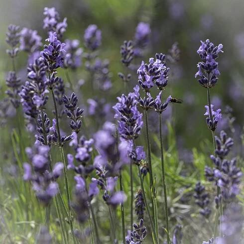 Talks and Tours – Dilston Physic Garden