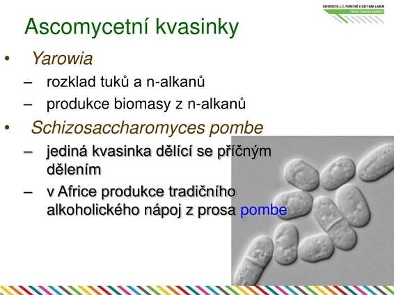 PPT - Houby PowerPoint Presentation, free download - ID:3597581