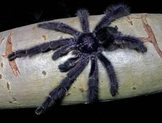 Bill Lamar searches for Tarantulas, Scorpions, and Bullet Ants in the Amazon Rainforest and Beyond — Exotica Esoterica
