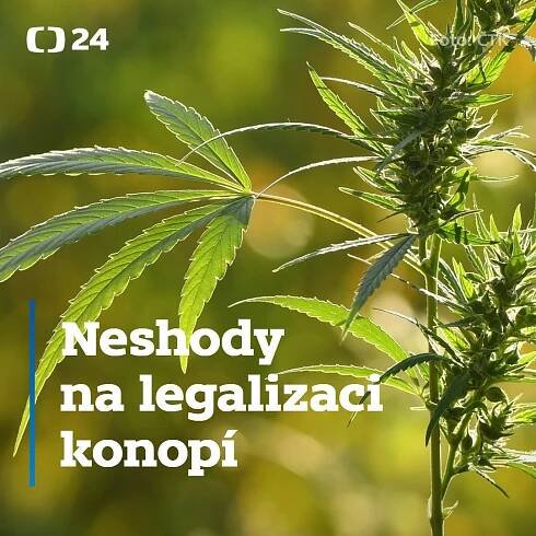 Legalizaci konopí vláda v tomto volebním období nejspíš neprosadí (video)