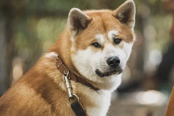 Akita Inu: fotografie, popis plemene, vlastnosti | Royal Canin