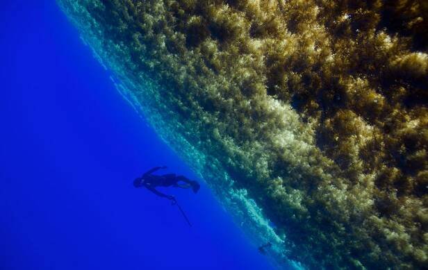 The sargassum seaweed offers protection and food to countless species of animals, and the Sargasso Sea has therefore been protected as an "Essential Fish Habitat" since 1996 © Franck Mazéas