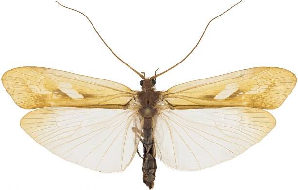 Caddisflies Trichoptera