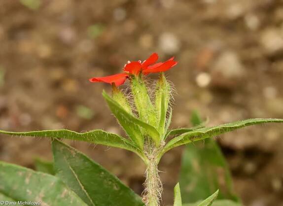 Lychnis chalcedonica – kohoutek plamenný