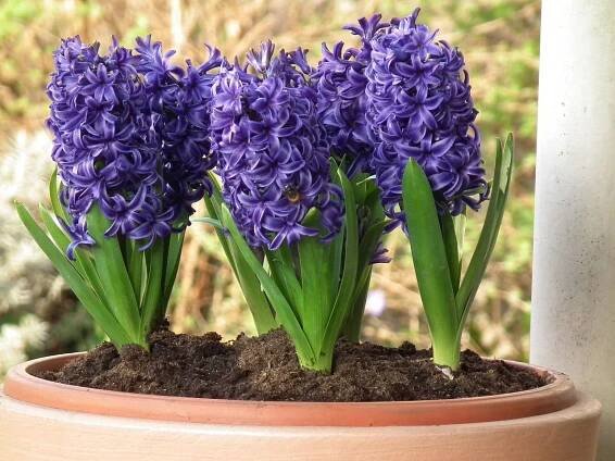 Hyacint, Hyacinthus orientalis pěstování - ČESKÉSTAVBY.cz