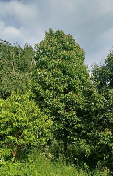 Acer rubrum 'Scanlon'